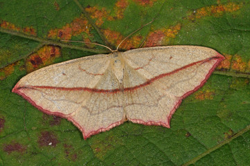 Timandra comae A. SCHMIDT, 1931 Ampferspanner DE, NRW, Leverkusen 08.09.2014