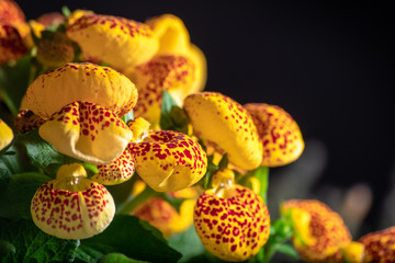 beautiful red and yellow calceolaria, lady's purse or slipper flower