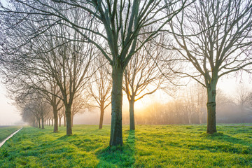 Trees along a misty field below a blue sky at sunrise in spring