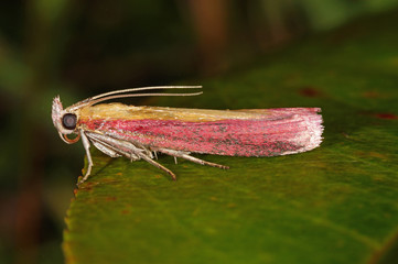 Oncocera semirubella (SCOPOLI, 1763) Oncocera semirubella (SCOPOLI, 1763) DE, NRW, Dellbrücker Heide 19.09.2014