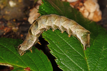 Melanchra persicariae (LINNAEUS, 1761) Flohkraut-Eule , Raupe DE, NRW, Dellbrücker Heide 19.09.2014