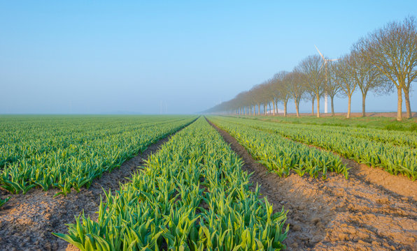 Field with flowers in bud along trees below a blue sky at sunrise in spring