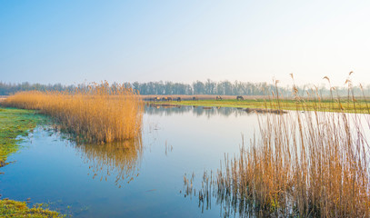 Horses in a field along a foggy pond below a blue sky at sunrise in spring © Naj