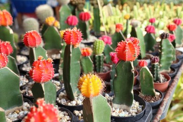 Beautiful cactus for sell