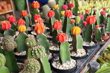 Beautiful cactus for sell