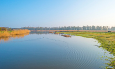 Horses in a field along a foggy pond below a blue sky at sunrise in spring