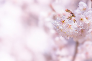 満開の桜の花