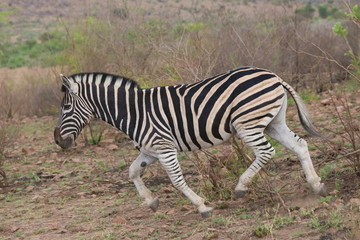 Fototapeta na wymiar Burchel Zebra