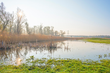 Reed along the edge of a foggy lake below a blue sky at sunrise in spring