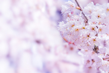 Naklejka premium 満開の桜の花