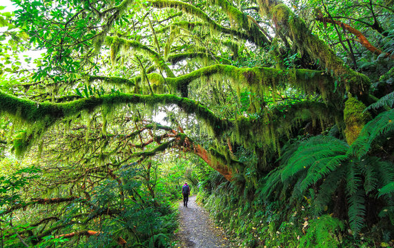 A hiker walks along a trail surrounded by dense temperate rainforest leading to Key Summit in Fiordland, New Zealand.