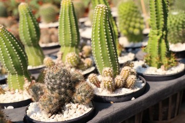 Obraz premium Beautiful cactus for sell