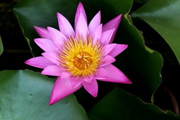 Beautiful lotus flowers in tropical