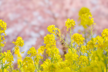 菜の花と桜の木