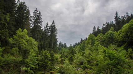 forest on hill with valley