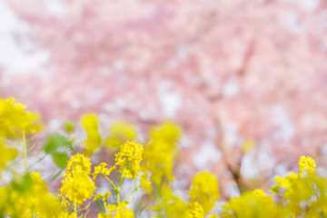 Obraz na płótnie Canvas 菜の花と桜の木
