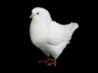 white  dove isolated on a black