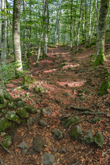 Rocky path through a beech forest