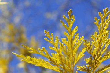  RAMAS AMARILLAS PUNTIAGUDAS CON HERMOSO CIELO AZUL, PRIMAVERA, COLOR