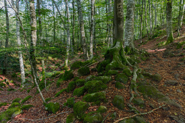 Moss stones in front of a forest