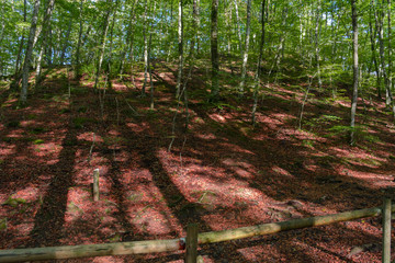 Beech forest shadows above fallen leaves