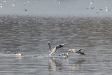 Seagull landing on the surface.