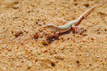lizard on the sea beach on the sand