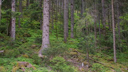 Obraz premium conifer trees in black forest