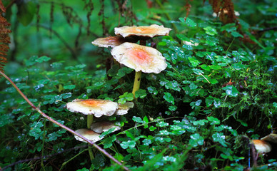 A group of sulfur tuft mushrooms (Hypholoma fasciculare) in Nesscliffe, Shropshire, England.