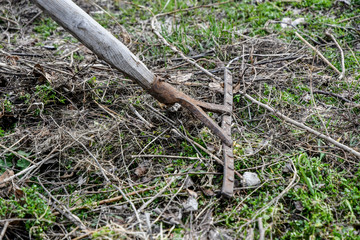 Working in the garden in spring, cleaning dry grass with an old rake, village.