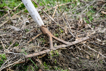 Working in the garden in spring, cleaning dry grass with an old rake, village.
