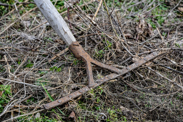 Working in the garden in spring, cleaning dry grass with an old rake, village.
