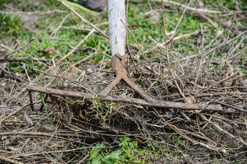 Working in the garden in spring, cleaning dry grass with an old rake, village.