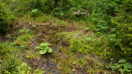 plants and moss in water stream