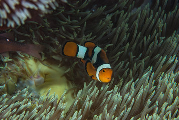 Eastern Anemonefish Amphiprion percula