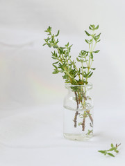 fresh thyme in a bottle on a white fabric background
