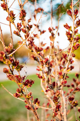 Beautiful green spring plants in nature background