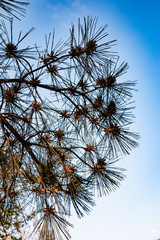 Naklejka premium Beautiful green spring plants in nature background