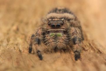Jumping spider hyllus diardi male asian borneo