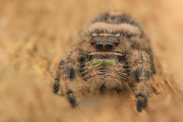 Jumping spider hyllus diardi male asian borneo