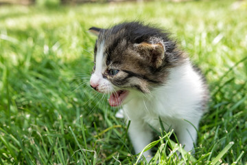 Obraz na płótnie Canvas Cute newborn kitten mewing in sunny day, sitting on green grass.