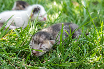 Fototapeta premium Newborn blind kittens on grass in sunny day.