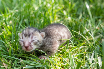 Newborn blind kitten on grass in sunny day.