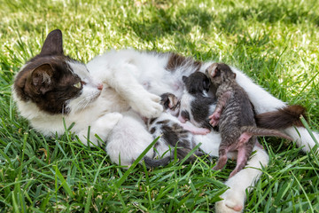 Mother cat nursing her newborn kittens on grass in sunny day.