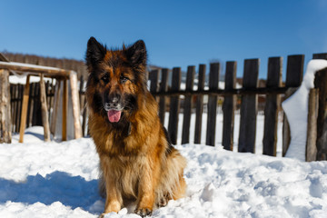 german shepherd dog, the dog is sitting on the snow near the fence