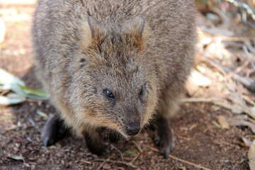 Quokka (Australia)