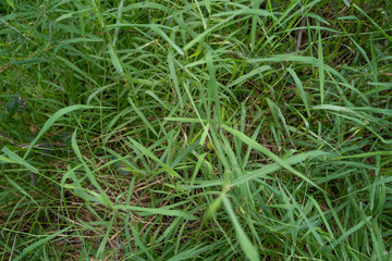 dew on grass