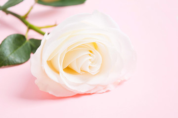 White fresh rose over pink pastel background. Flower decoration