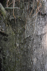 bark of a tree