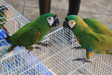 Obraz premium colorful parrot
